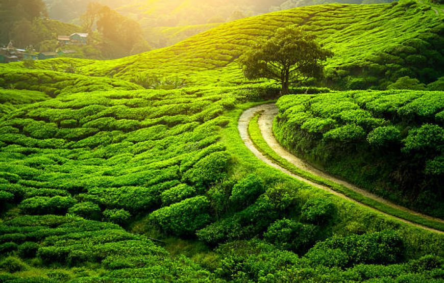 Darjeeling Escape – 4 Nights 5 Days | Toy Train, Tea Gardens & Himalayan Sunrise